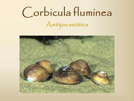 Corbicula fluminea Amêijoa asiática.