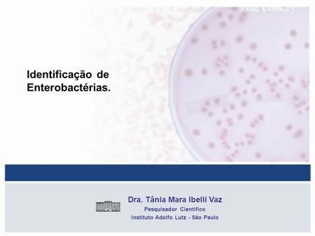 Identificação de Enterobactérias. Dra. Tânia Mara Ibelli Vaz