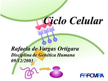 Ciclo Celular Rafaela de Vargas Ortigara Disciplina de Genética Humana
