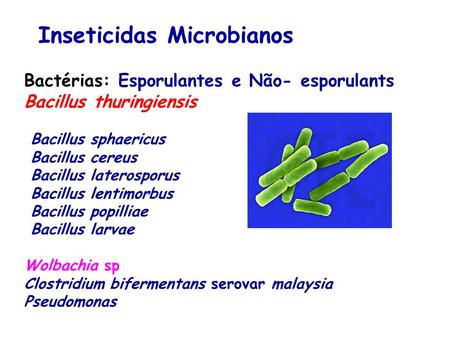 Inseticidas Microbianos
