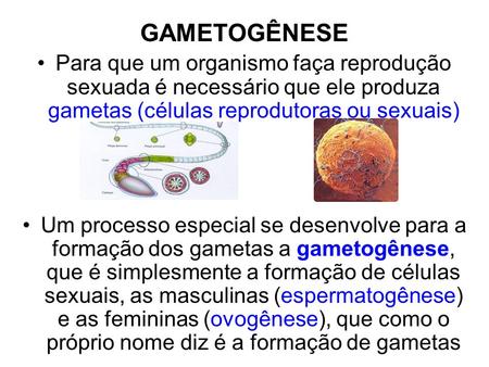 GAMETOGÊNESE Para que um organismo faça reprodução sexuada é necessário que ele produza gametas (células reprodutoras ou sexuais) Um processo especial.