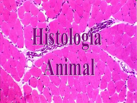 Histologia Animal.