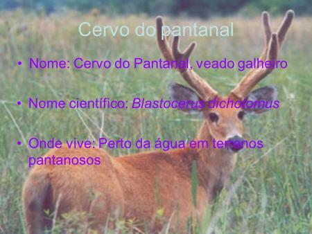Nome: Cervo do Pantanal, veado galheiro