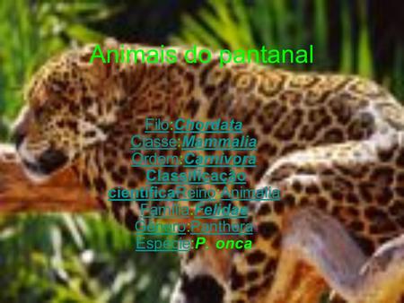 Animais do pantanal Filo:Chordata Classe:Mammalia Ordem:Carnivora Classificação científicaReino:Animalia Família:Felidae Género:Panthera Espécie:P. onca.