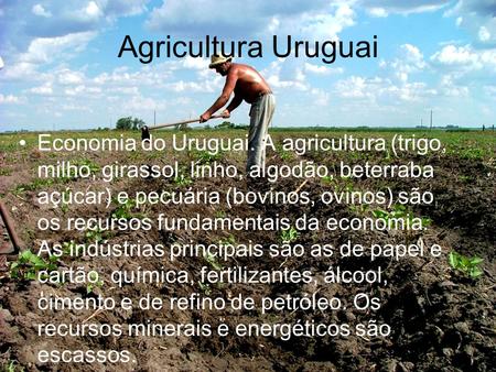 Agricultura Uruguai Economia do Uruguai. A agricultura (trigo, milho, girassol, linho, algodão, beterraba açúcar) e pecuária (bovinos, ovinos) são os recursos.
