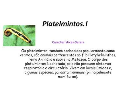 Platelmintos.! Características Gerais Os platelmintos, também conhecidos popularmente como vermes, são animais pertencentes ao filo Platyhelminthes, reino.