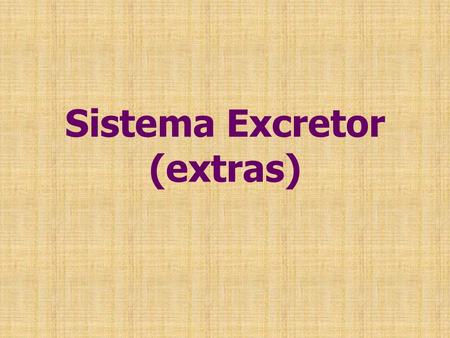 Sistema Excretor (extras)