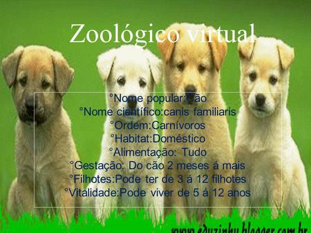 Zoológico virtual °Nome popular:Cão °Nome científico:canis familiaris
