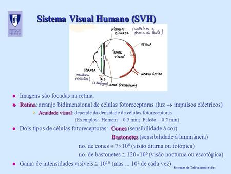 Sistema Visual Humano (SVH)