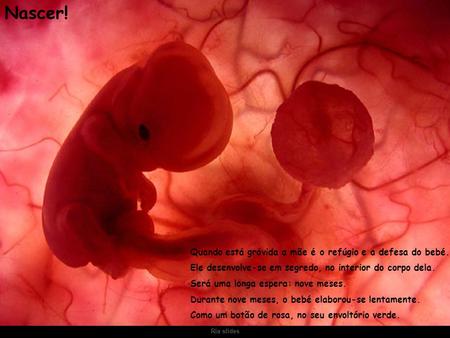 Um feto de poucas semanas encontra-se no interior do útero de sua mãe.