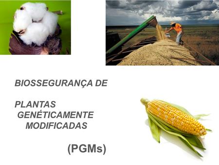 BIOSSEGURANÇA DE PLANTAS GENÉTICAMENTE 	MODIFICADAS (PGMs)