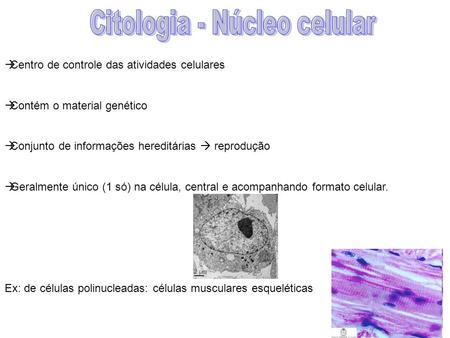 Citologia - Núcleo celular