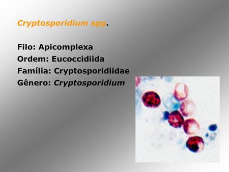 Cryptosporidium spp. Filo: Apicomplexa Ordem: Eucoccidiida