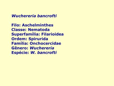 Wuchereria bancrofti Filo: Aschelminthes Classe: Nematoda