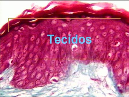 Tecidos Tecido epitelial Tecido conjuntivo Tecido muscular