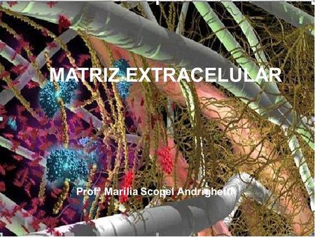 MATRIZ EXTRACELULAR Profª Marília Scopel Andrighetti.
