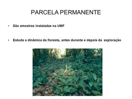 PARCELA PERMANENTE São amostras instaladas na UMF Estuda a dinâmica da floresta, antes durante e depois da exploração.