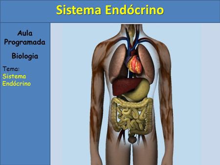Sistema Endócrino Aula Programada Biologia Tema: Sistema Endócrino.