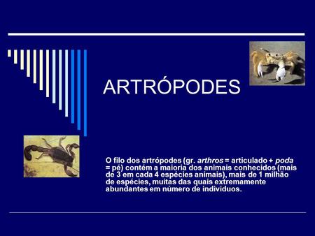 ARTRÓPODES O filo dos artrópodes (gr. arthros = articulado + poda = pé) contém a maioria dos animais conhecidos (mais de 3 em cada 4 espécies animais),