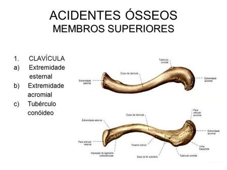 ACIDENTES ÓSSEOS MEMBROS SUPERIORES