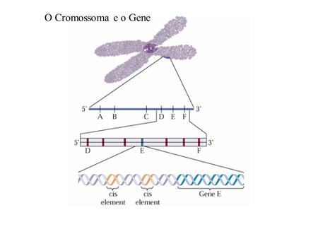O Cromossoma e o Gene.
