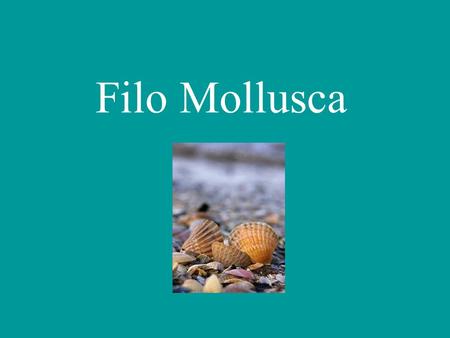 Filo Mollusca.