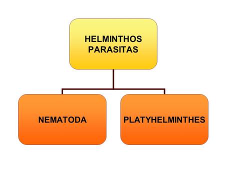 NEMATODA Animais parasitas; Vermiformes;