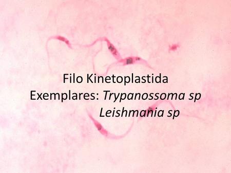 Filo Kinetoplastida Exemplares: Trypanossoma sp Leishmania sp