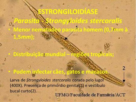 ESTRONGILOIDÍASE Parasita - Strongyloides stercoralis