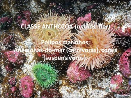 CLASSE ANTHOZOA (anthos, flor) Pólipos marinhos; Anêmonas-do-mar (carnívoras), corais (suspensívoros).