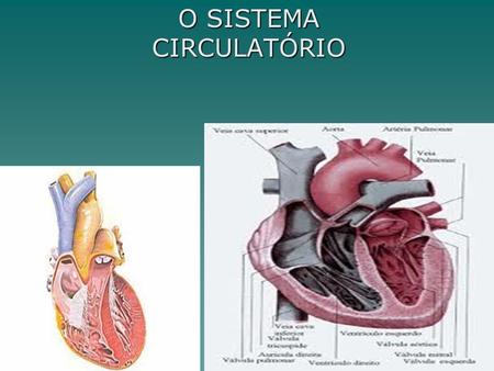 O SISTEMA CIRCULATÓRIO. FUNÇÕES conduz oxigênio para as células, hormônios (que são liberados pelas glândulas endócrinas) para os tecidos, condução de.