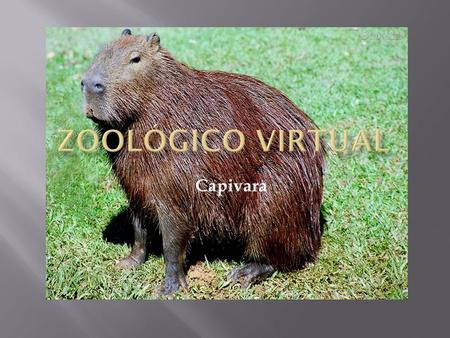 Zoológico Virtual Capivara.