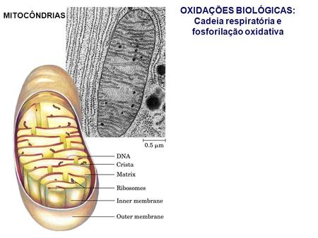 OXIDAÇÕES BIOLÓGICAS: Cadeia respiratória e fosforilação oxidativa
