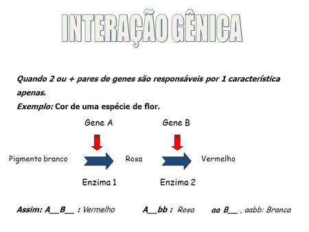 INTERAÇÃO GÊNICA Gene A Gene B Enzima 1 Enzima 2