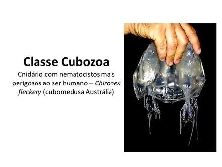 Classe Cubozoa Cnidário com nematocistos mais perigosos ao ser humano – Chironex fleckery (cubomedusa Austrália)