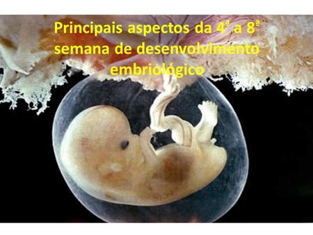 Principais aspectos da 4ª a 8ª semana de desenvolvimento embriológico