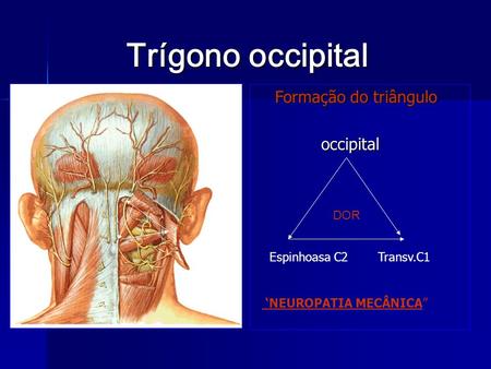 Trígono occipital Formação do triângulo occipital DOR Espinhoasa C2