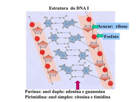 Estrutura  do DNA I Acucar:  ribose Fosfato