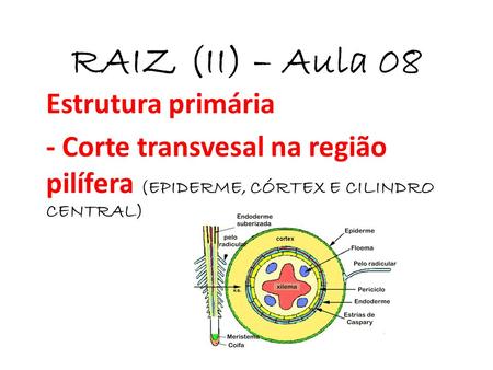 RAIZ (II) – Aula 08 Estrutura primária