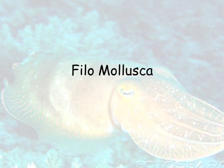 Filo Mollusca.