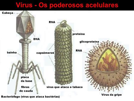 Vírus - Os poderosos acelulares