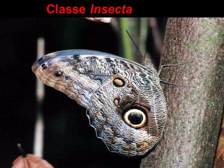 Classe Insecta.