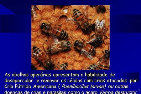 As abelhas operárias apresentam a habilidade de desopercular e remover as células com crías atacadas por Cria Pútrida Americana ( Paenibacilus larvae)