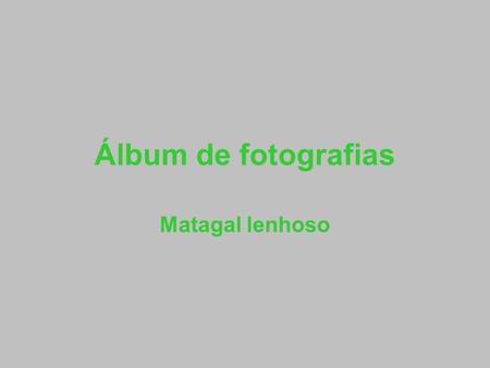 Álbum de fotografias Matagal lenhoso.