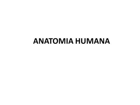 ANATOMIA HUMANA.