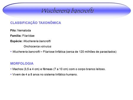 Wuchereria bancrofti CLASSIFICAÇÃO TAXONÔMICA MORFOLOGIA