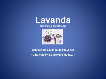 (Lavandula angustifolia) Campos de Lavanda na Provence “Uma viagem de aroma e magia...” Lavanda.
