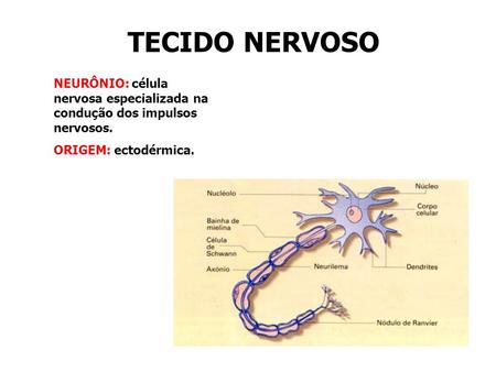TECIDO NERVOSO NEURÔNIO: célula nervosa especializada na condução dos impulsos nervosos. ORIGEM: ectodérmica.