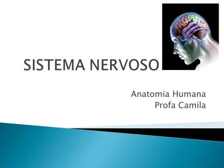 Anatomia Humana Profa Camila
