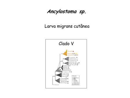 Ancylostoma sp. Larva migrans cutânea Clado V.